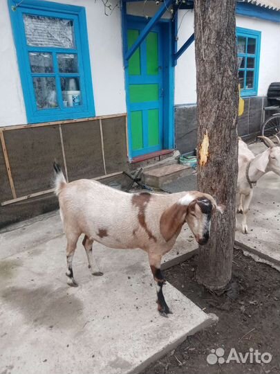 Англо нубийские козы