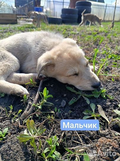 Собака в добрые руки отдам бесплатно