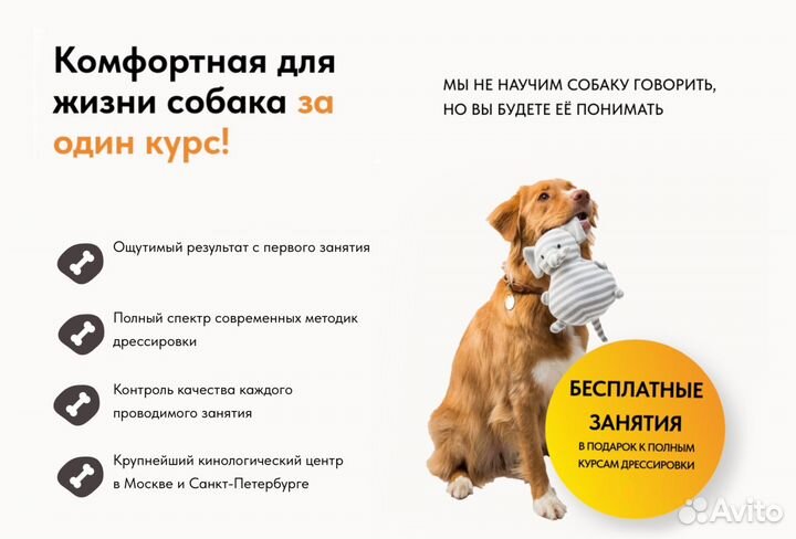 Дрессировка собак в Спб / Кинолог