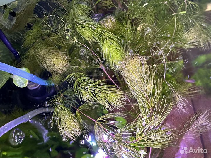 Аквариумные растения прополка