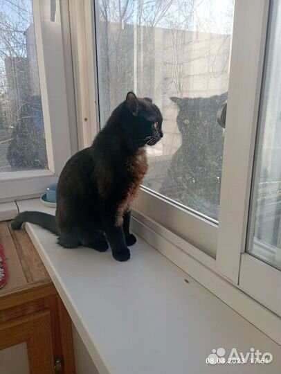 Кошка кашемировая