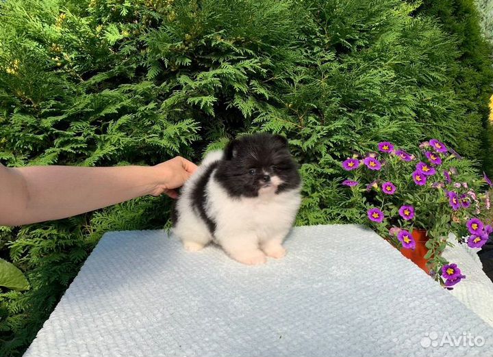 Померанский шпиц