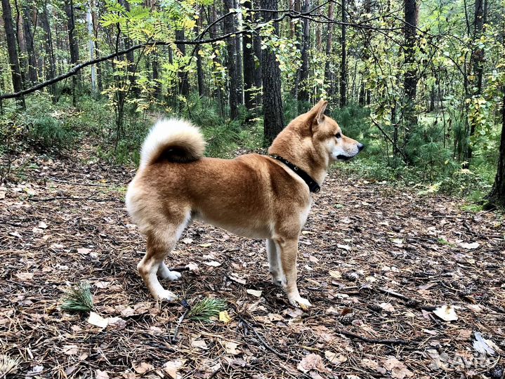 Сиба-ину Кобель для вязки