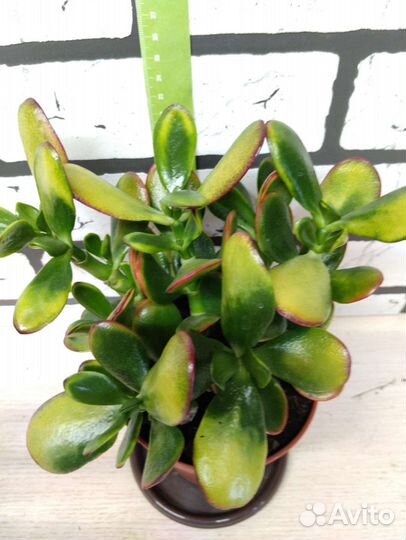 Крассула вариегатная