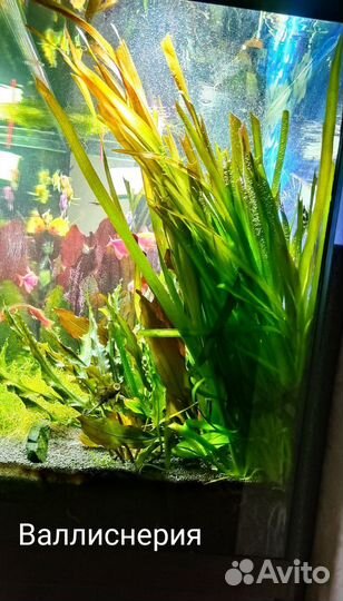 Аквариумные растения (прополка)
