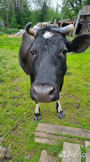 Корова дойная