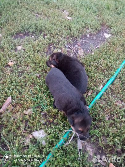 Щенки немецкой овчарки продам