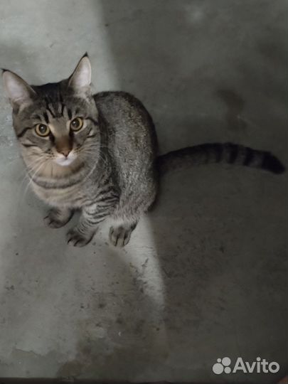 Кошка в дар бесплатно