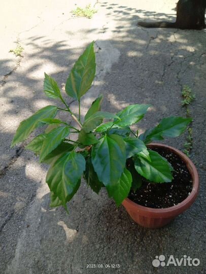 Гибискус красный, махровый