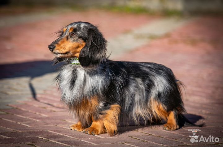 Щенки таксы длинношерстной миниатюрной