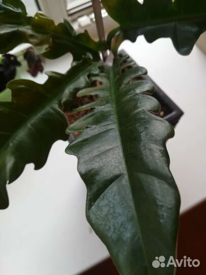 Филодендрон джангл буги