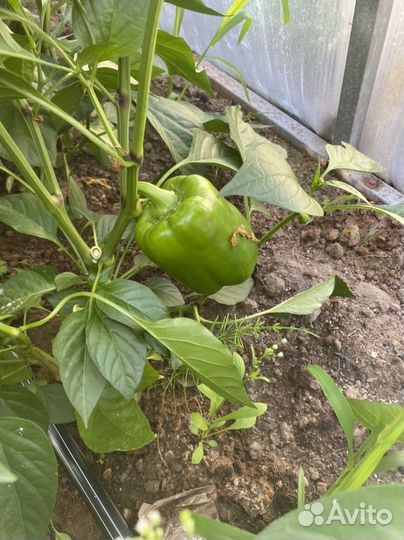 Болгарский перец