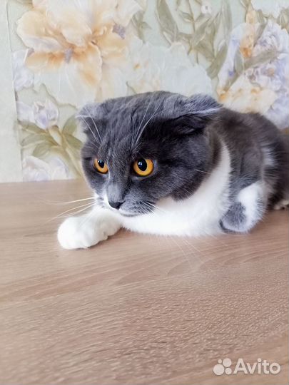 Кошечка ищет дом