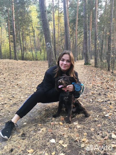 Передержка собак