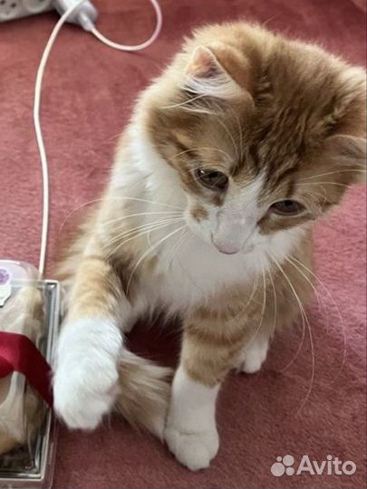 Котик в хорошие руки