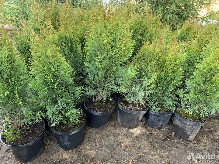 Туя западная Смарагд