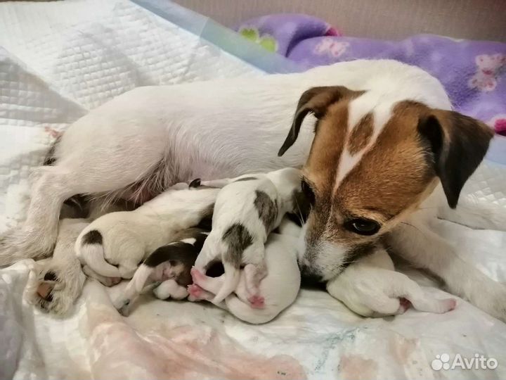 Инструктор по вязке собак