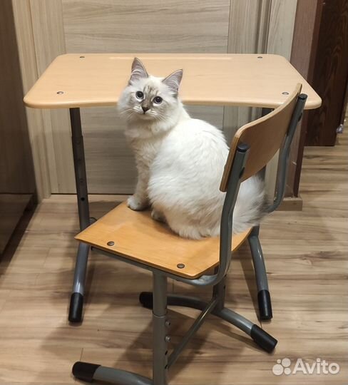 Школьная парта и стул