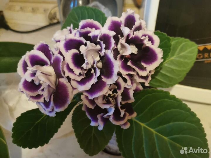 Цветы глоксинии. Детки с бутонами