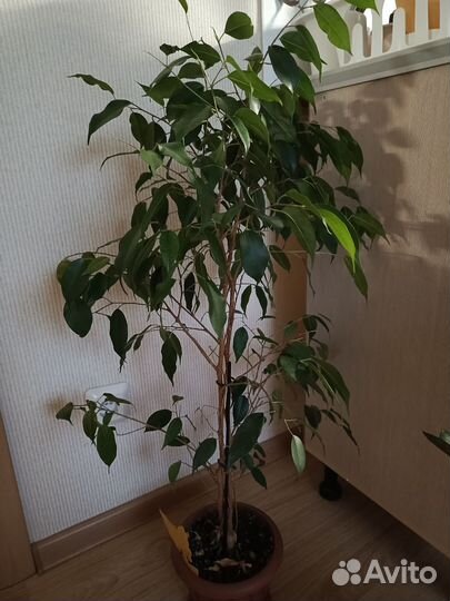 Фикус Бенджамина
