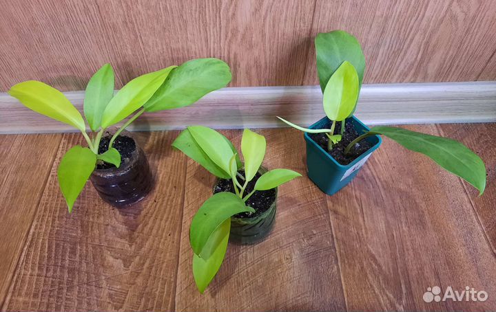 Филодендроны