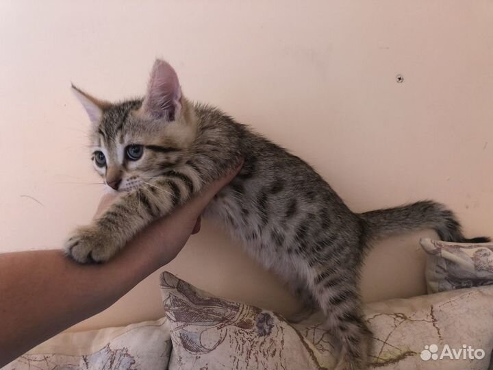 Котенок мальчик бенгал 2 мес. с доставкой