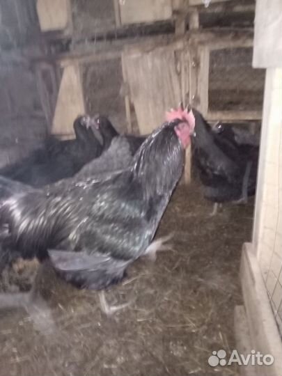 Инкубационное яйцо джерсийский гигант