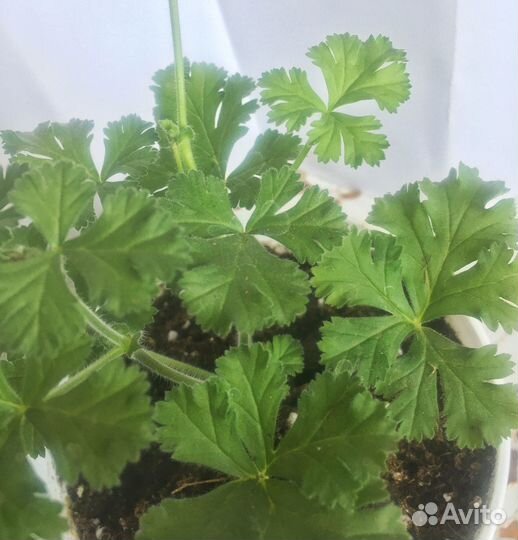 Комнатный цветок, герань, пеларгония