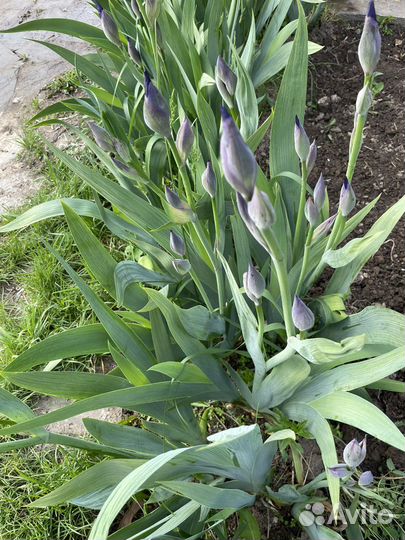 Ирис фиолетовый