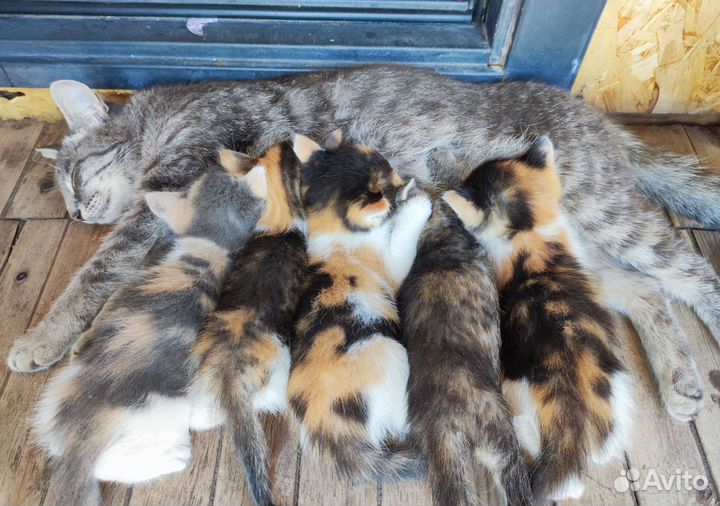 Котята в добрые руки бесплатно