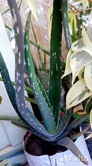 Алоэ Вера разных возрастов