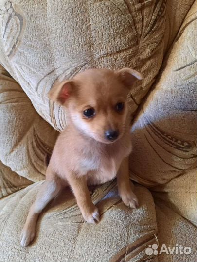 Той-терьер щенки