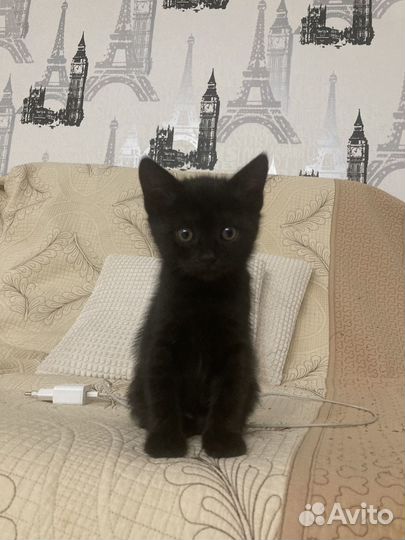 Шотландская вислоухая