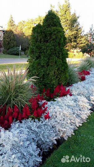 Цинерария серебристая