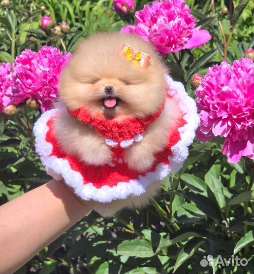 Шикарные мини Куклы