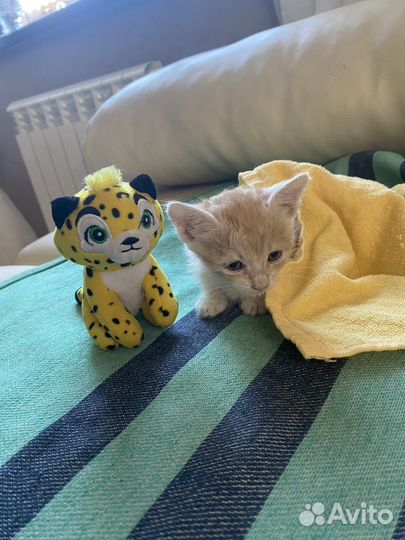 Котенок в дар