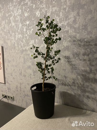 Фикус кудрявый