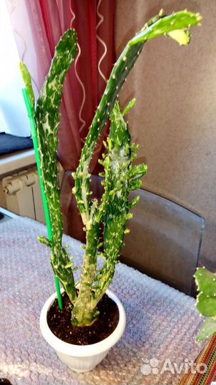 Опунция Монаканта Вариегата