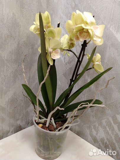 Орхидея Биг-Лип желтая отцвела