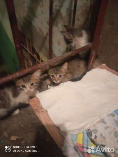 Одам котят в добрые руки