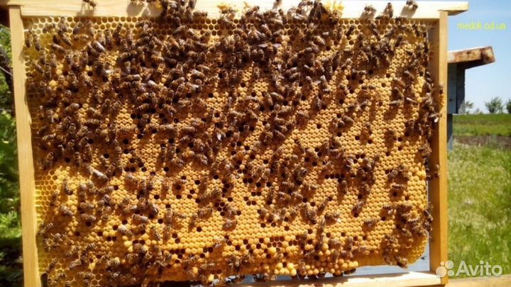 Продажа пчёлы