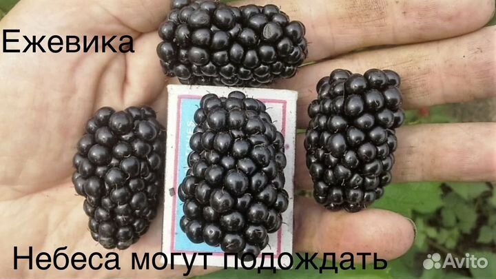 Ежевика ежемалина