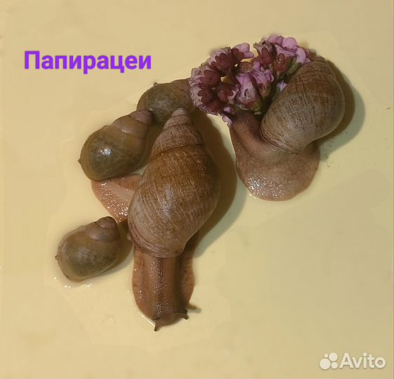 Улитки разные