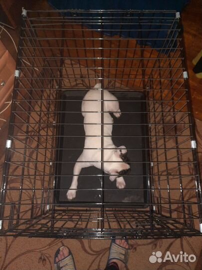 Продам клетку без собаки,сумма 2.500 за клетку