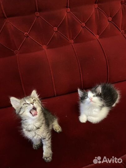 Котята, от ловчей кошки