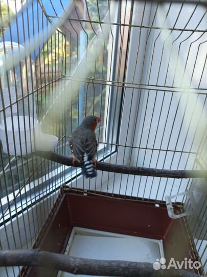 Зебровые амадины