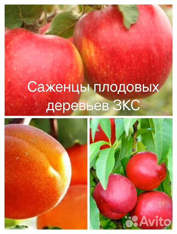 Саженцы фруктовых деревьев(зкс) купить в Калининграде | Товары для дома ...