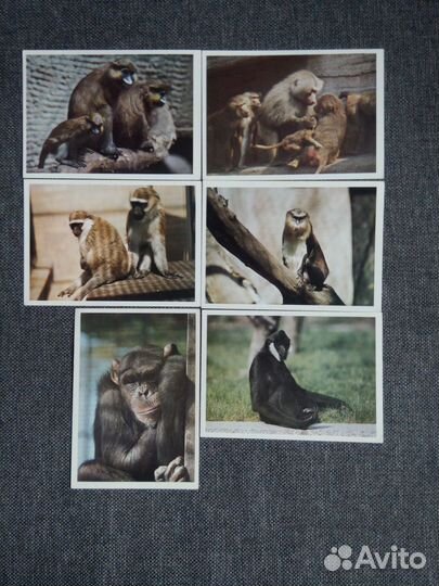 Набор открыток обезьяны