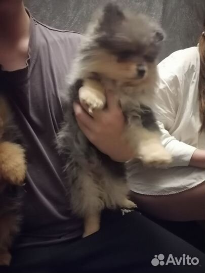 Немецкий шпиц девочка