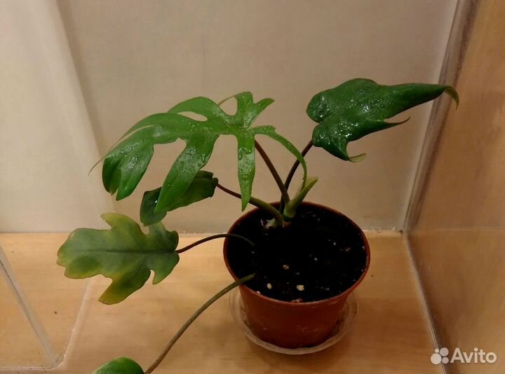 Филодендрон, сциндапсус, сингониум